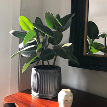 8 Indoor Plants That Can Make You Healthier
