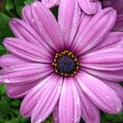 Lorraine Sacca's photo