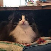 Emiko Mifune's photo