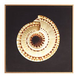 SUNDIAL SHELL WALL ART &ndash; PACIFIC - NEW - Wall Decor
