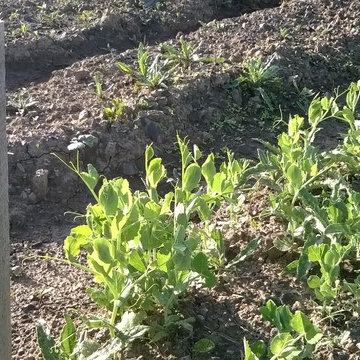 Organic Vegetable Garden With a View