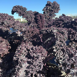 Current Featured Plants - Products