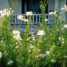 2022 front entrance landscape