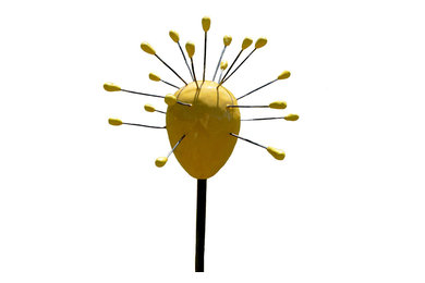 Umbel Series | Sculptural Flowers for the Garden