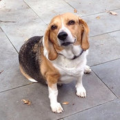 maddybeagle's photo