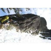 David Weir's photo