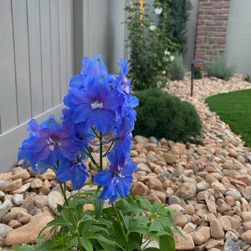 Full Yard Xeriscape by Kodiak Landscape