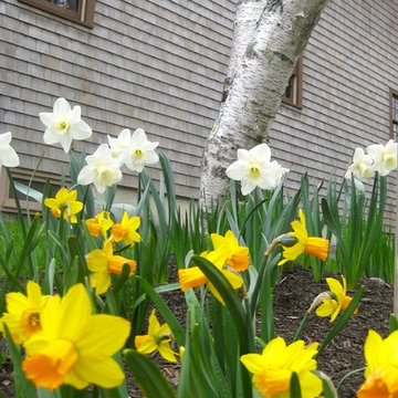 Mixed Daffodils