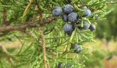 Try This Unthirsty Evergreen for Fall and Winter Interest