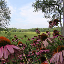 Garden/outdoors