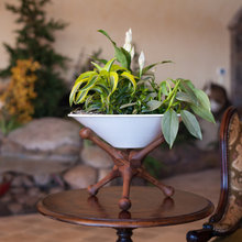 Plants