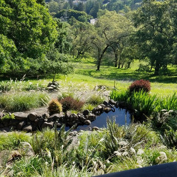 Pond