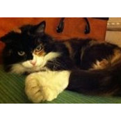 Isabella Lisitza's photo