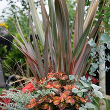 Container Gardens