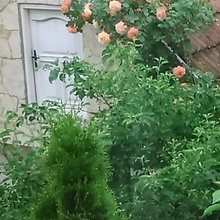 Fragancias de Rosas