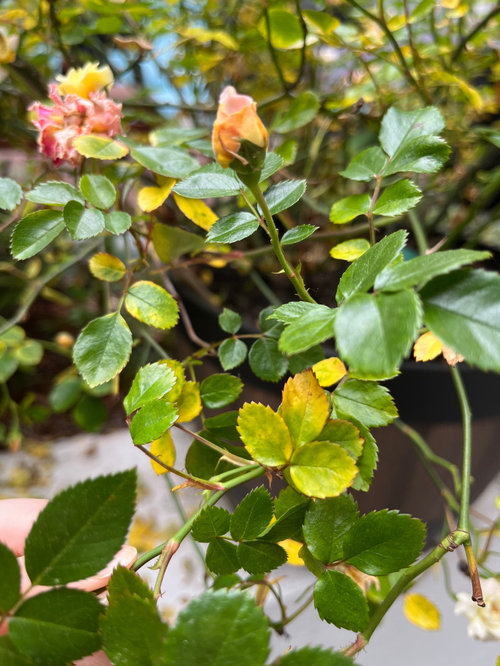 Overnight yellowing leaves on Drift Roses