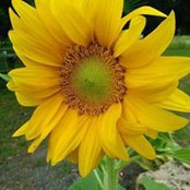 Jill Shaler's photo