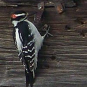 Bernadean Laginski's photo