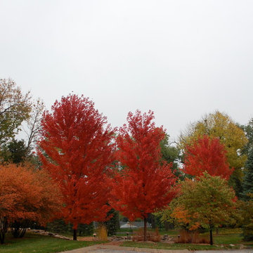 Fall in the Center of the City