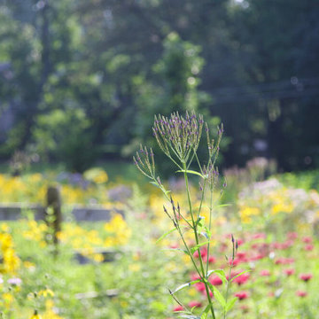 Bryn Mawr, PA - Native Meadow Design/Install