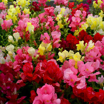 Blumen