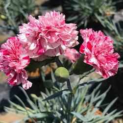 Current Featured Plants - Products