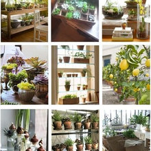 Indoor Garden