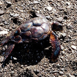 Turtle sculpture - Products