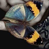Foto von Papillon Aile