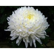 Moana Fujiwara's photo