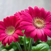 Sandra McGrath's photo