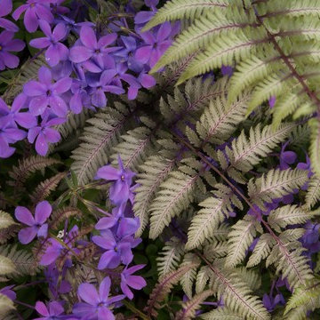 Estate Garden, East Barnard, Vermont