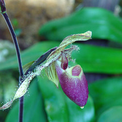 Orchids - Home Decor