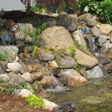 Ansonia - Pond