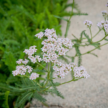Common Yarrow