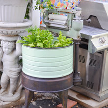 Growing Veggies