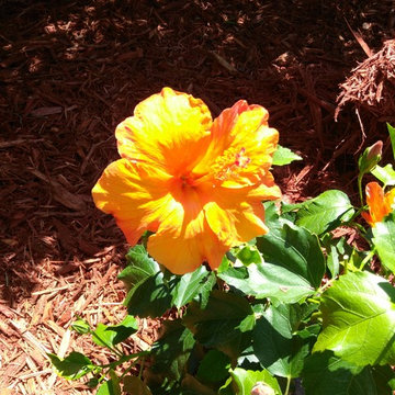 Butterfly Habitat/ buccaneers Orange