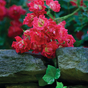 Red Drift® Rose