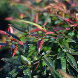 Current Featured Plants - Products