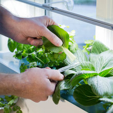 Hydro-hvad-for-noget? Sådan dyrker du spiselige planter uden jord