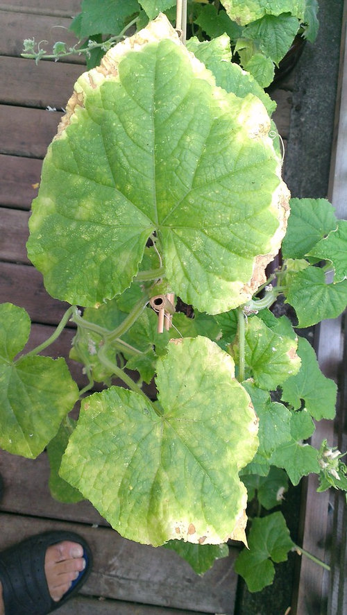 What are these bugs infesting my cucumber plants?