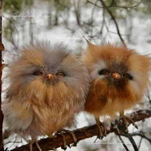 owls