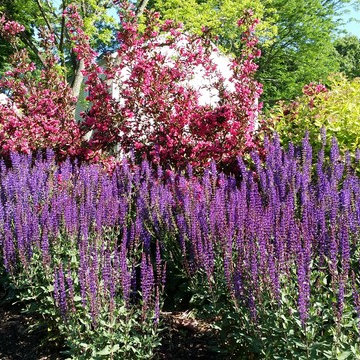 Embankment Plantings, Media, PA