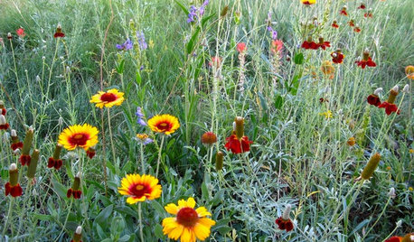 Create a Wildlife-Friendly Meadow in Your Small Garden