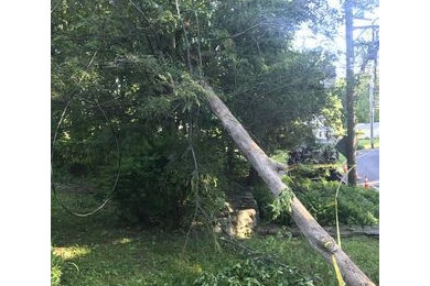 Emergency Tree Removal in Danbury CT