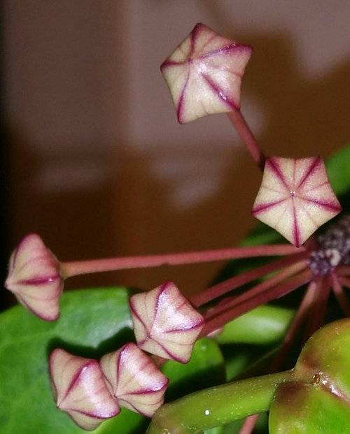 Hoya subcalva