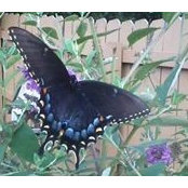 Diane Roberts's photo