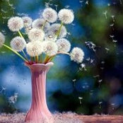 Donna Hatzimichaels Traka's photo