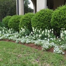 Fall annuals