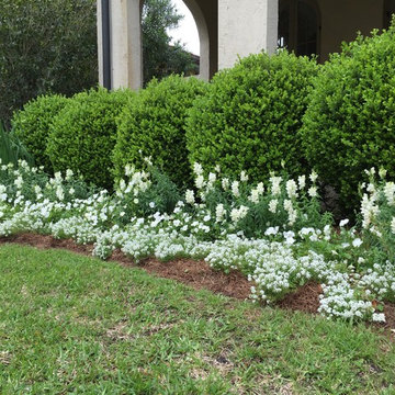 Snapdragons, Violas, and Allysum